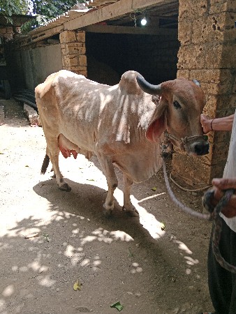 ગાયવેચવાનીછે