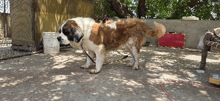 કુતરી વેચવાની છે