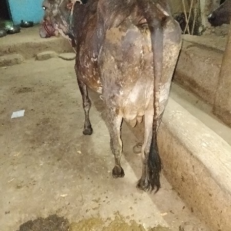 કાબરી