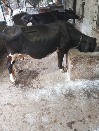 બંને ગાય વેચવાની છે ફુલ જવાબદારી