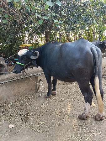 ખડેલી વેચવાની છે