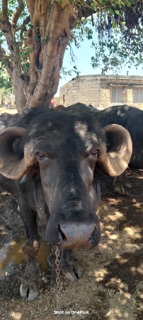 ભેસ વેચવાની છે