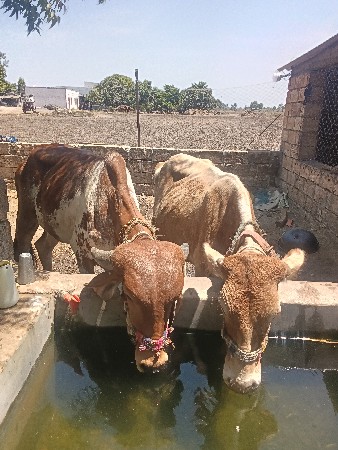 2 ઓડકા વેસવાના છે