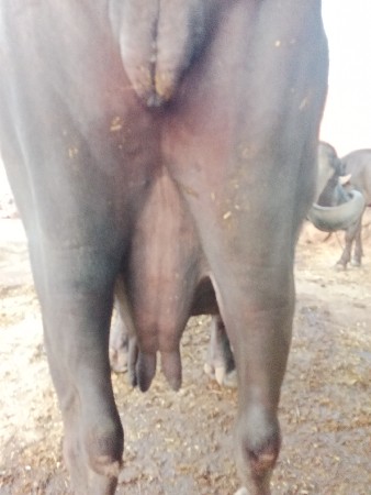 ભેંશ વેચવાની છે
