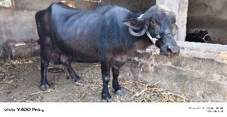 2 ભેશ વેચવાની છે