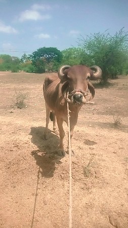 22,000 કિંમત