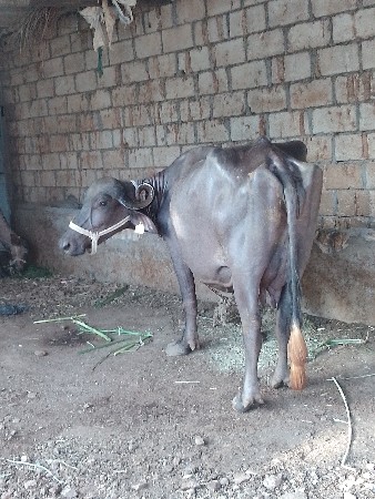 આ ભેંસ વેચવાની છે