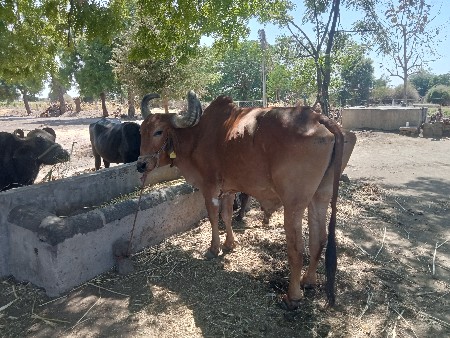 છ ધર નો બળદ વેચવાનો છે
