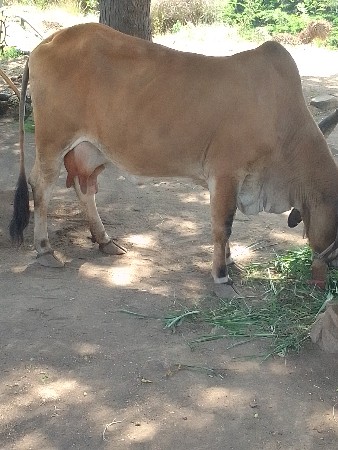 ગાય