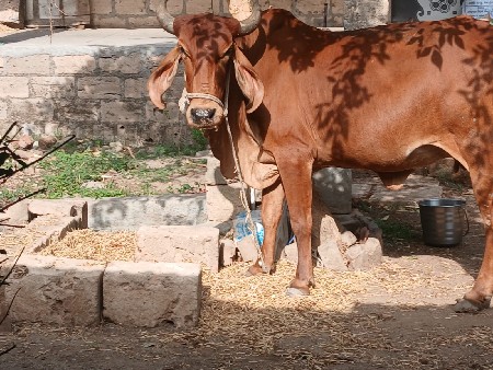 વેચવાની 2ગાય