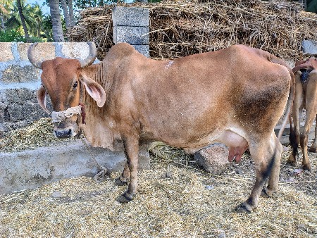 દેશી ગાય વેચવાની છે
