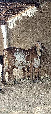 કાબરી ગીર વાછડી