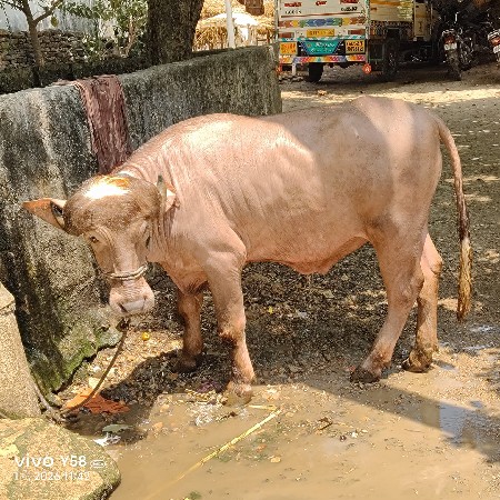 ભુરા પાડા વેચવાના છે