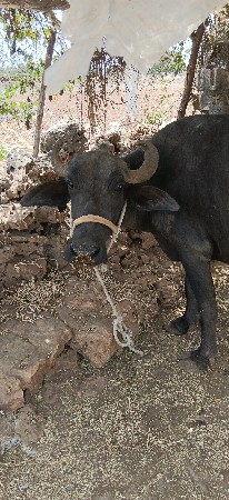 ભેંસ વેચવાની છે