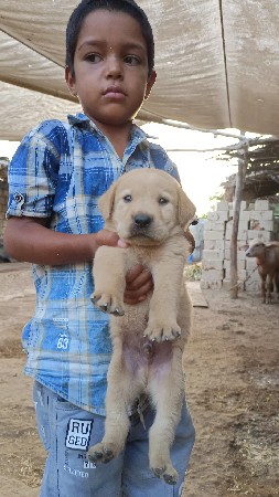 કૂતરો વેચવાનો છે