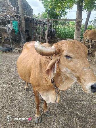 ગાય વેચવાની છે.