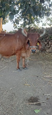 ગાય વેશ વાની છે