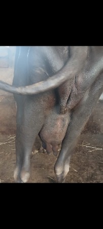 ભેસ વેસવાની છે