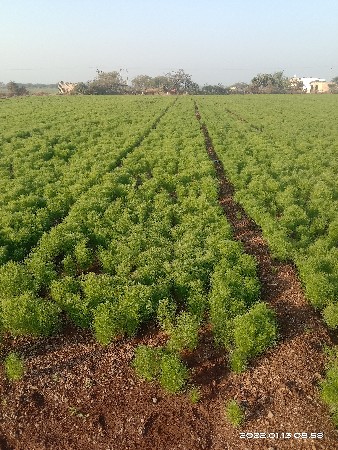 જમીન ભાગમાં આપવાની છે