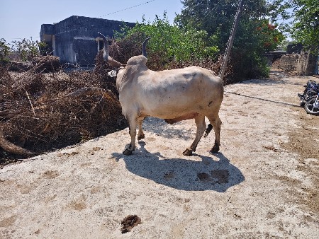 બળદ વેચવાનો છે