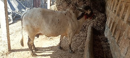 ગાય વેચવાની છે