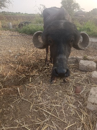 3 ખડેલા વેશવાના છે