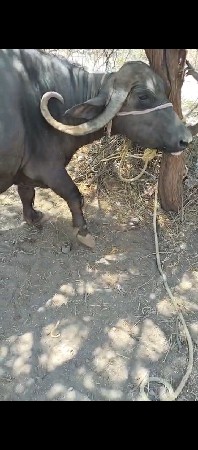 ભેસ વેસવાની છે