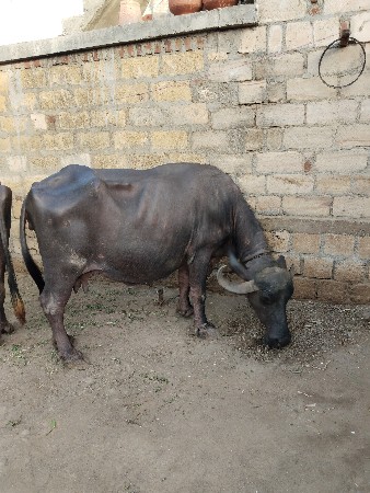 ભેંસ વેચવાની છે