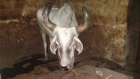 બળદ વેસવા નો છે