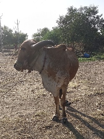 બડદ વેચવાનો છે