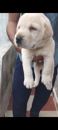 લેબરા જોડી મેલ ફીમેલ