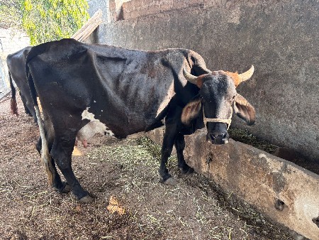 જસી કોષ ઞાય