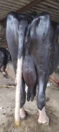 ભેસ વેસવાની છે 3 તીજુ વેતર