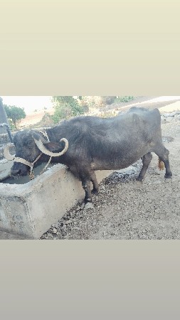 ભેચ વેચવાની છે. 
સાત લીટર ડુઘ