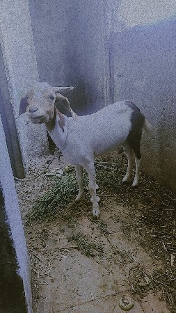 bakri