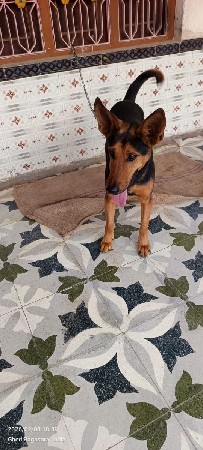 કૂતરો શે