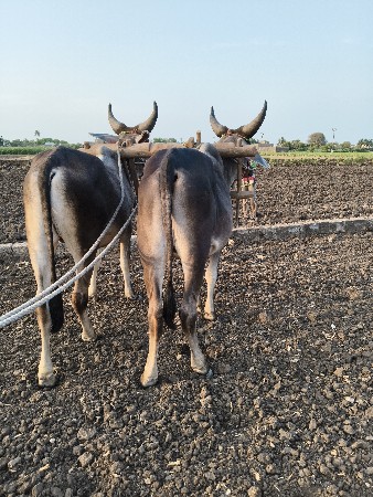 વેચવાના છે