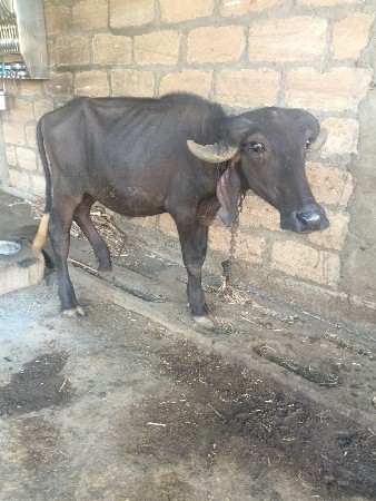 વેચવાની છે