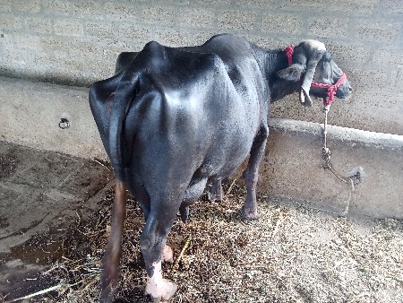 વિયાવા માથે સે