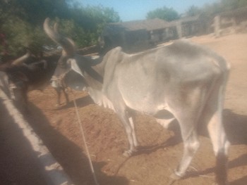 ચોથી ધર છે સાવ સોજા