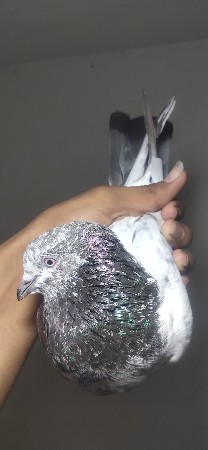 ગોલ્ડન માદી 🔥