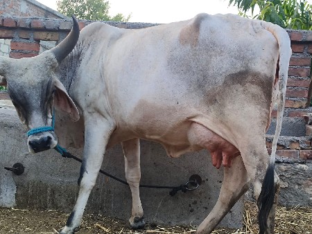 ગાય વેચવાની છે