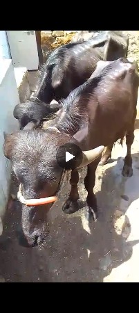 3 પાડા વેચવાના છે