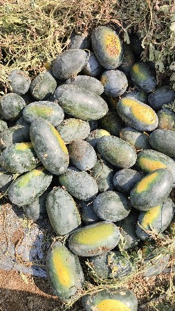 તરબૂચ વેચવાના છે