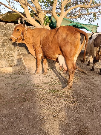ગીર ક્રોસ ગાય વેશવાની છે