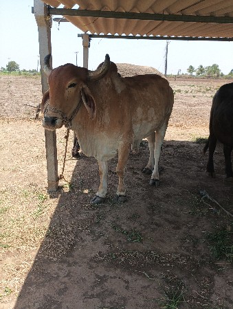 બળદ ગોઢલો