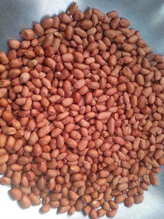 જી ૨૦ મગફળી નુ બિયારણ વેચવાનૂ છે