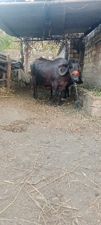 ભેશવેશવાનિછેશોથૃવેતરવિયાણીછે