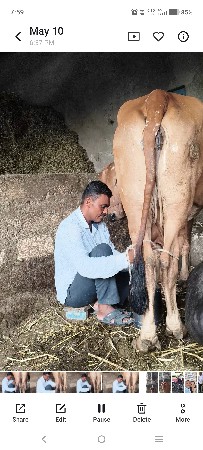 ગીર ગાય