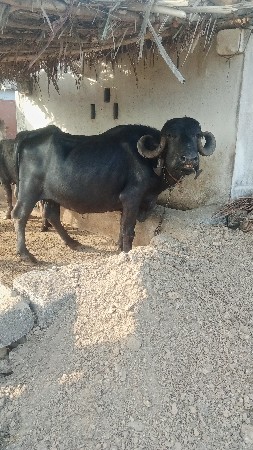 ભેસ વેસવાની છે